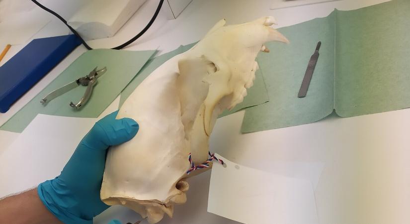 Védett állatokból készült trófeák miatt ítéltek el egy vízkeleti férfit