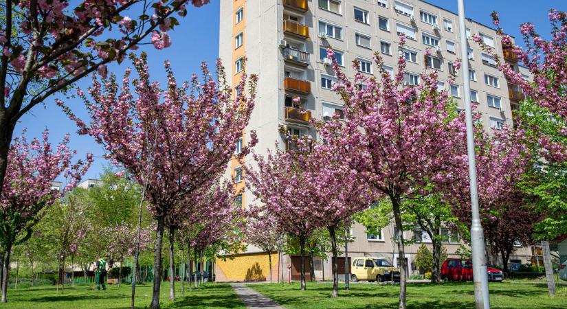 Hivatalos: a kecskeméti Aomori park lett az ország legnagyobb japáncseresznyefa-kertje – fotók, videó