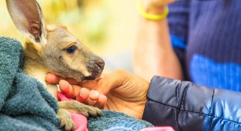 Anyja kidobta az erszényből Lilit, a kenguru-babát– Így nevelik a Nyíregyházi Állatpark új kedvencét