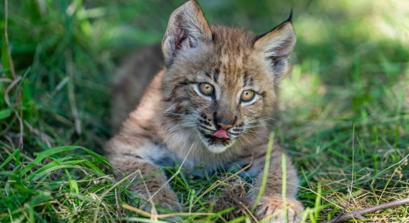 Hihetetlenül cukik az újszülött puma bébik: videón a gyöngyösi állatkert állatkái