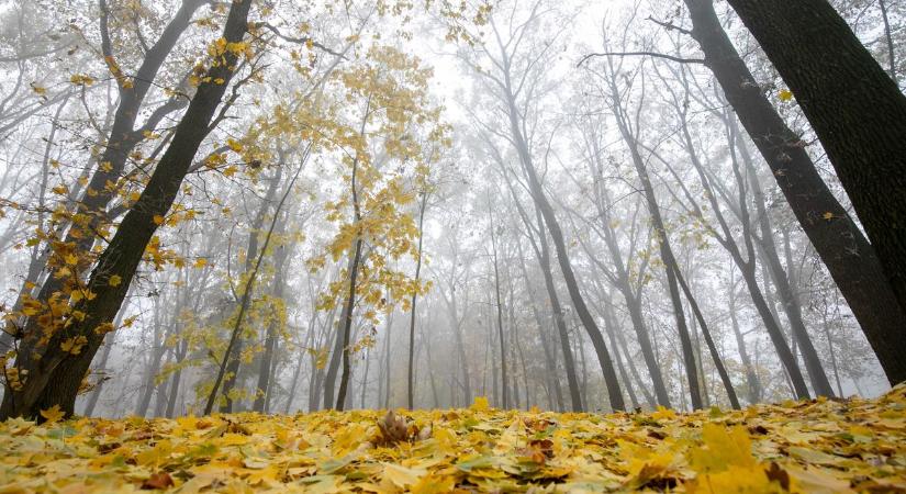 Mindent tejfehéren látok! Mégis mi lehet a baj?