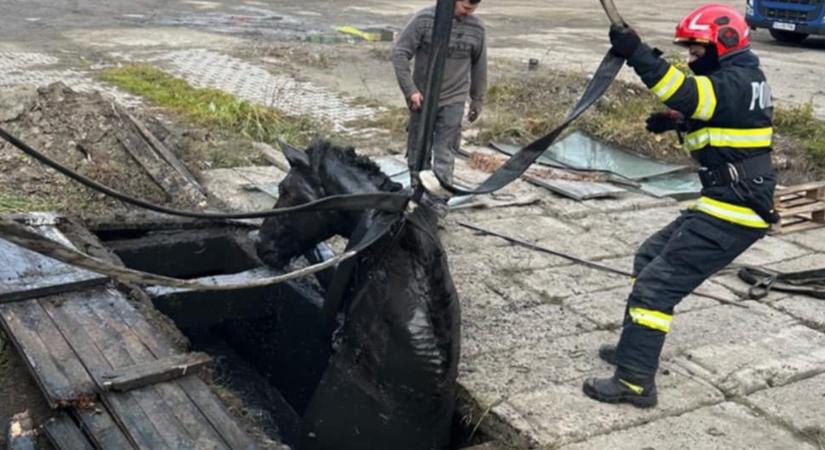 Különleges riasztás: lovat mentettek a csatornából, markológépre is szükség volt