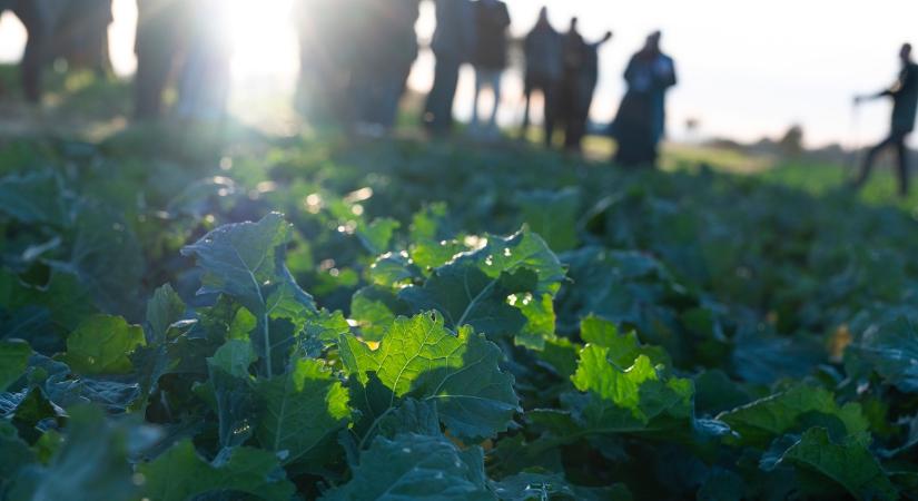 20 ezer hektáros kísérlet: gazdák és szakértők tesztelik az új módszert
