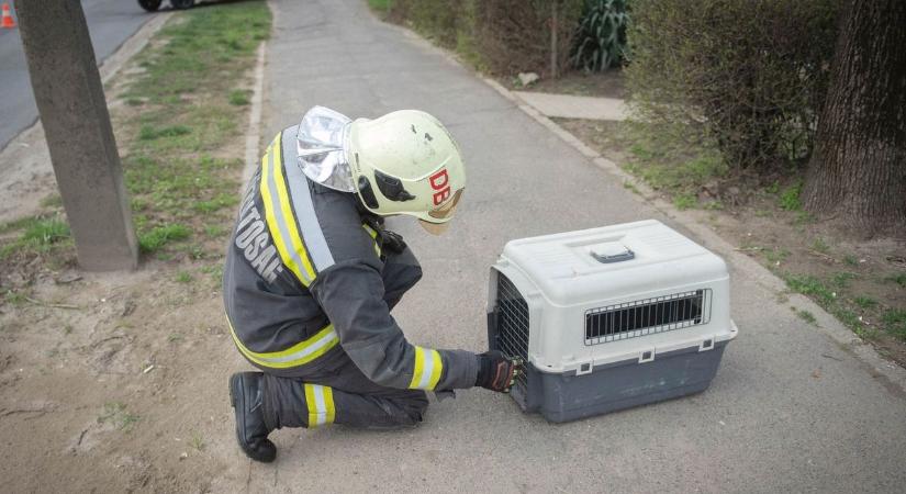 Fél a macskáktól, mégis kimentette a lángok közül – így lett hős a pécsi fodrász