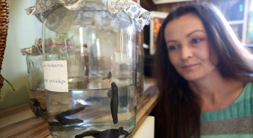 Három óra vérszívás jöhet? Újra hódít a középkori gyógymód – ilyen egy nadálykúra testközelből