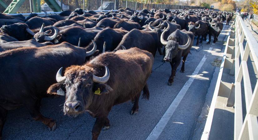 Munkagépek dolgoznak a kritikus szakaszon, bivalycsorda vonult át a hídon