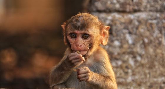 Ne szelfizzenek majmokkal! – kérik az állatvédők a tudósokat