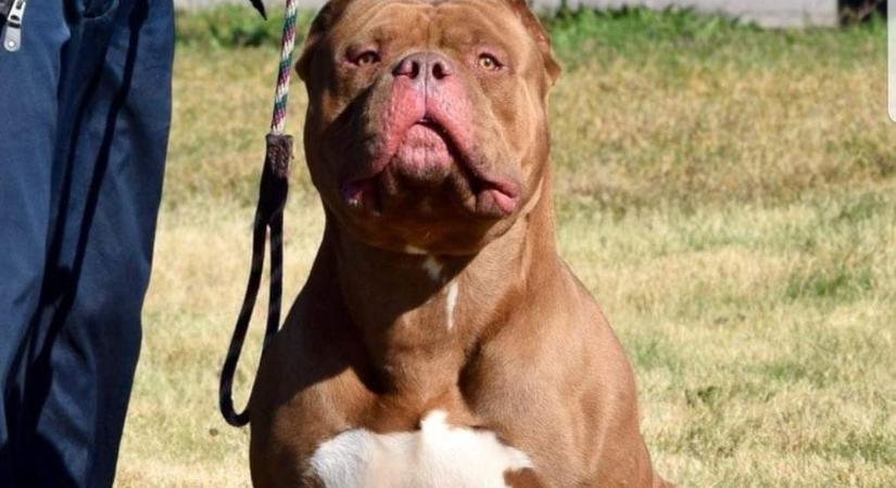 Kilenc hónapos csecsemő vesztette életét egy walesi kutyatámadásban