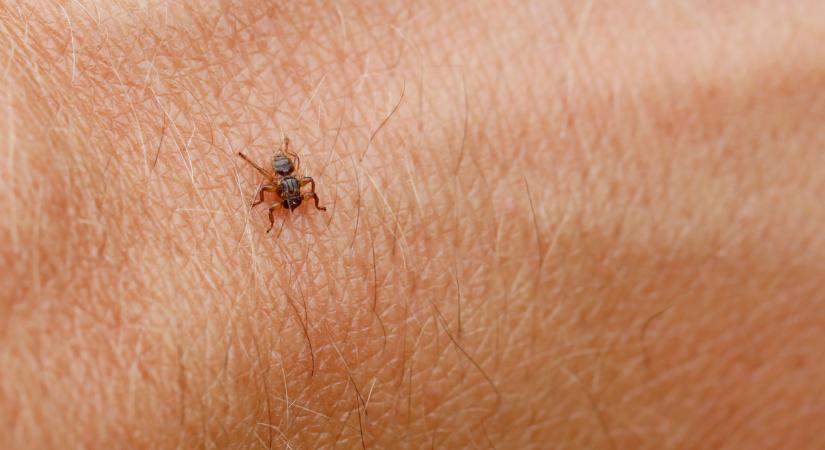 Veszélyes új rovar terjed Magyarországon, a szokásos rovarriasztók sem védenek ellene