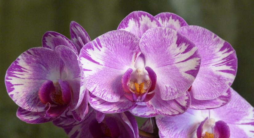 Egy utazás az egzotikus utazás a virágok világába