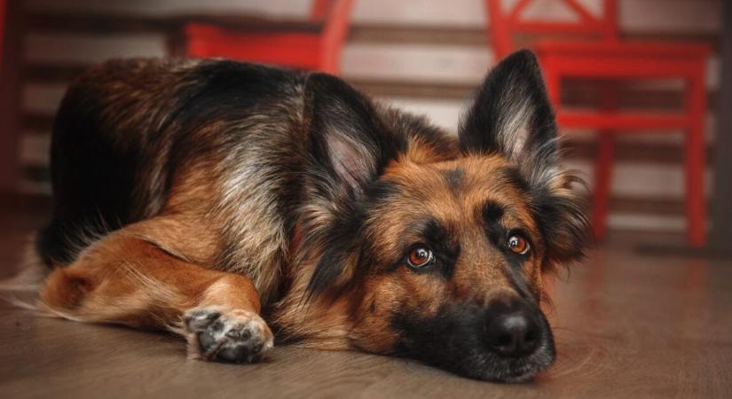 Családi dráma otthon – a férj macska helyett kutyát vitt haza, a feleség már válna