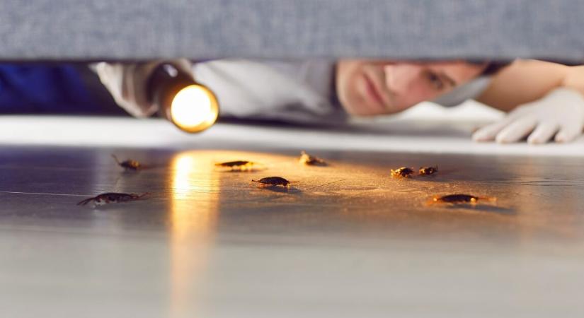 Megdöbbentő kutatás jelent meg a csótányokról – mérgezik az otthonok levegőjét