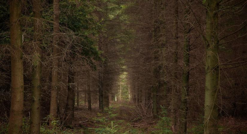 A magyar-román határon van a világ legborzasztóbb helye, senki nem mer bemenni