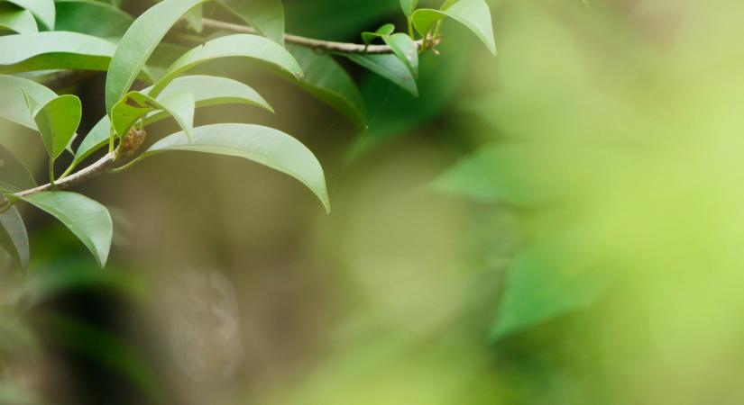 Ronda, de finom – egyre több magyar kertben megtalálható a fura kis gyümölcs