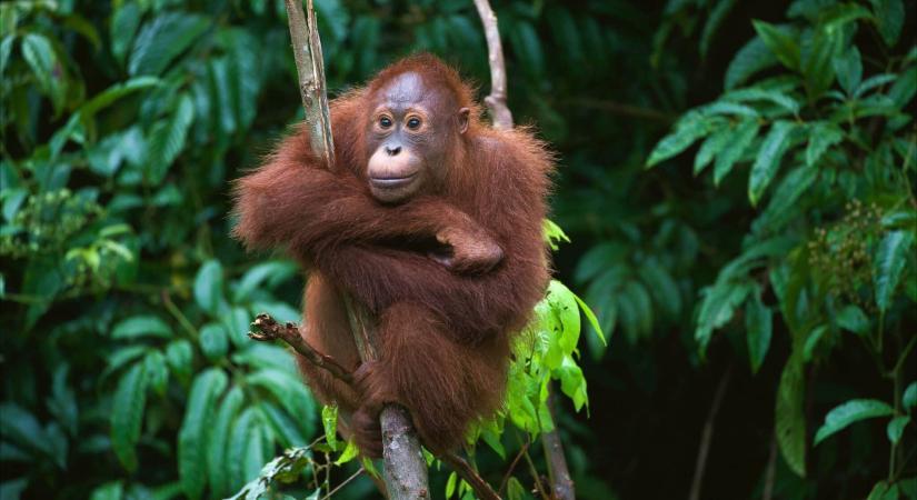 Éjszaként pánikban riad fel az orangutánok őrangyala – a helyzet katasztrofális