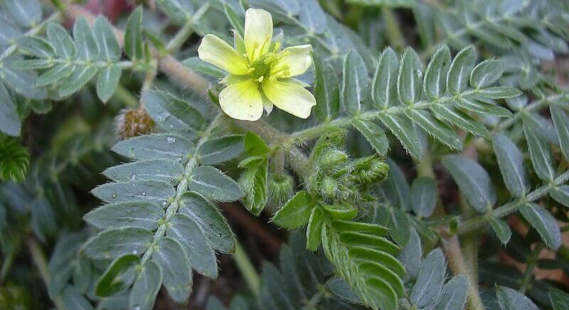 Királydinnye és átoktüske: bosszantó gyomnövények, melyek gyógynövények is egyben