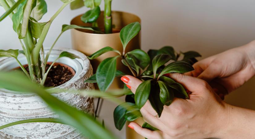 Pillanatok alatt életre kel a kiszáradt növény – a kertészek is ezt a módszert használják