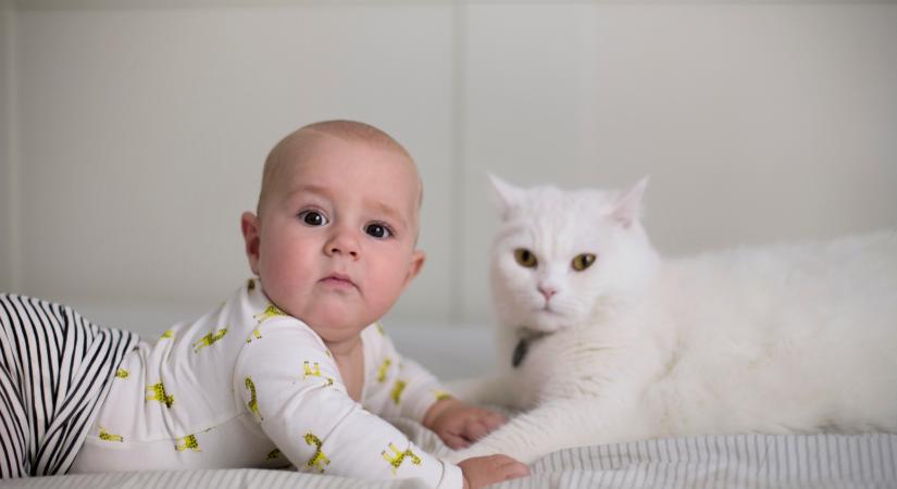 A macskák több szempontból is olyanok, mint a csecsemők – és ezt ki is használják