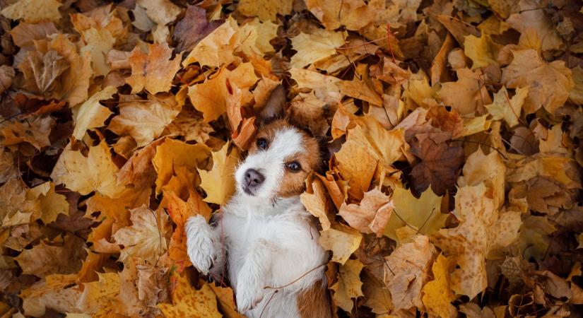 Súlyos figyelmeztetés kutyásoknak: halált hozhat az őszi séta az erdőben
