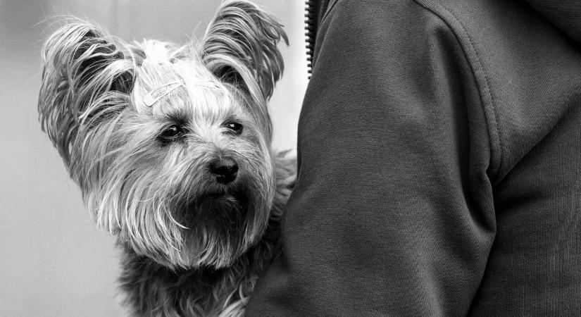 A gazdik közül is jó pár halott, ezért nem gondozza a kedvence sírját