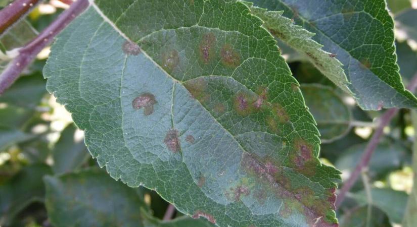 A komposzt, ami fertőzhet is!