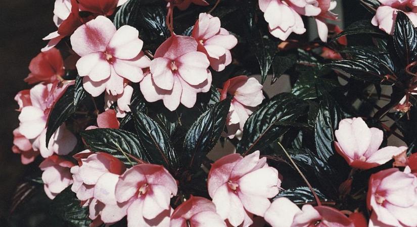 Ősszel sokan kidobják, pedig egész évben virágzik ez a kedvelt növény