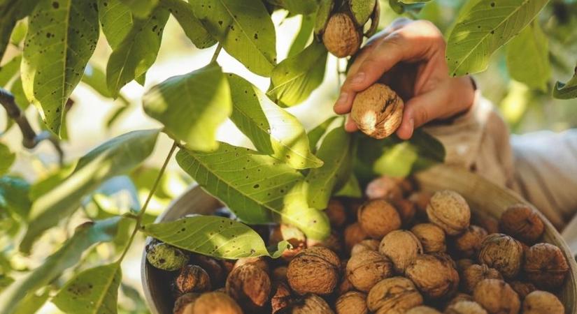 Sok gazdi nem tudja, de a dió halálos lehet a kutyák számára– szakember árulta el a részleteket