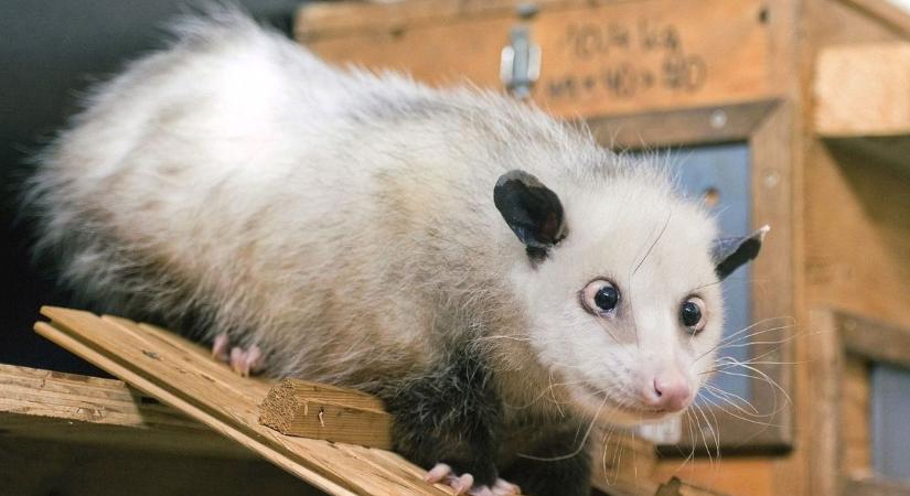 Mérgezett kontinens: a világ legmagasabb „örök vegyszer” értékét mérték