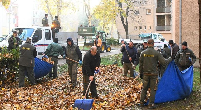 80 ezer fa, végtelen levélkupac: megkezdődött Fehérvár őszi nagytakarítása