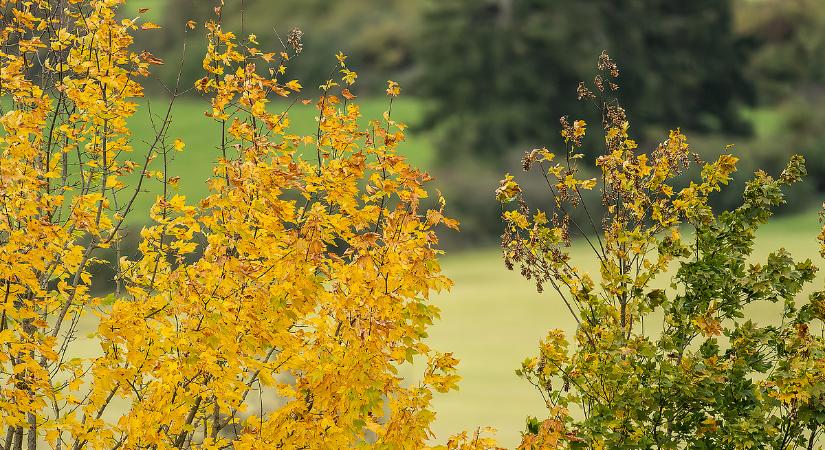 A köd és a napsütés birkózása jellemzi a most következő napokat