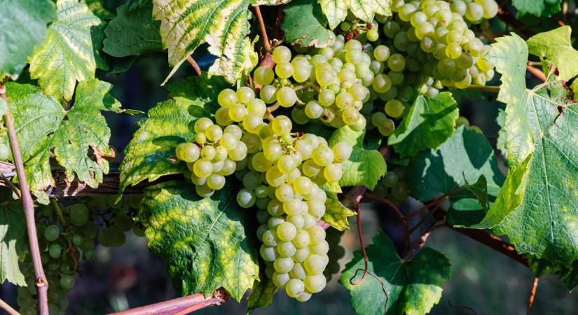 Véget érhet a szőlőkabóca pusztítása, de vajon csak egy mód létezik ellenük? Szakértő válaszol