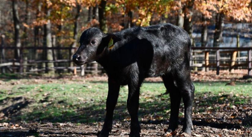 Ez a feketeség az új miskolci látványosság
