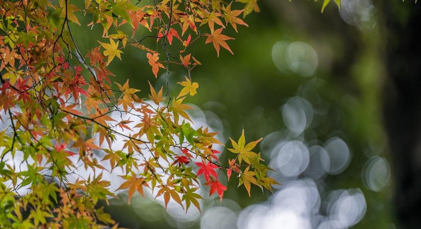 Az ősz ragyogó színeit köszöntik a szegedi füvészkertben