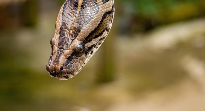 Hatméteres piton rántotta a víz alá az idegenvezetőt – videón a dráma!