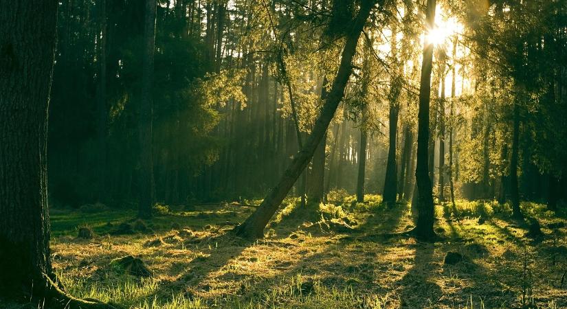 AM: a magyar erdők az energetikai piac fontos tartalékát jelentik