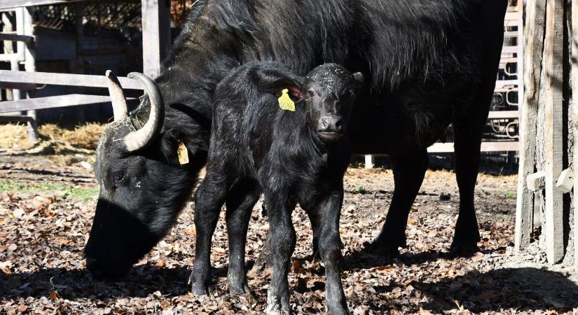 Csodacuki állatkölyök született a Miskolci Állatkerben, nézd meg Rozit!