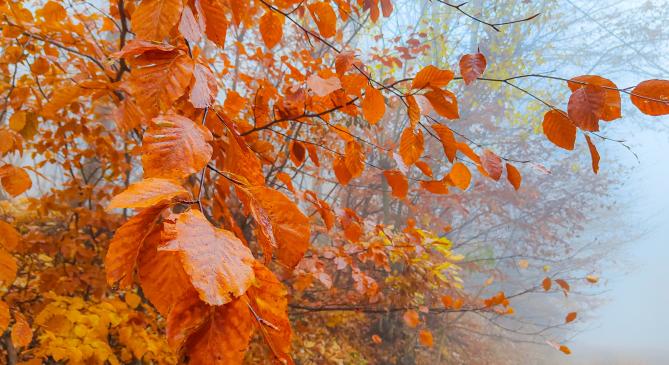 Tipikus novemberi hétvége jön: köd és eső is lesz