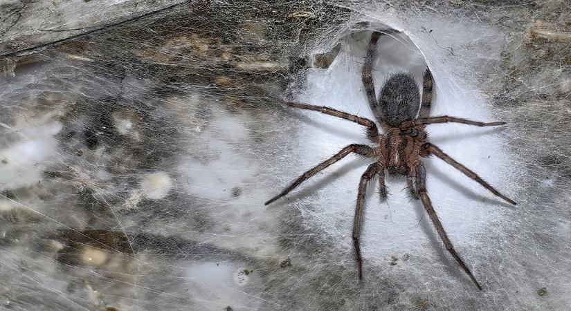 Rábukkantak a világ legnagyobb egybefüggő pókhálójára, amit 111 000 pók hozott létre