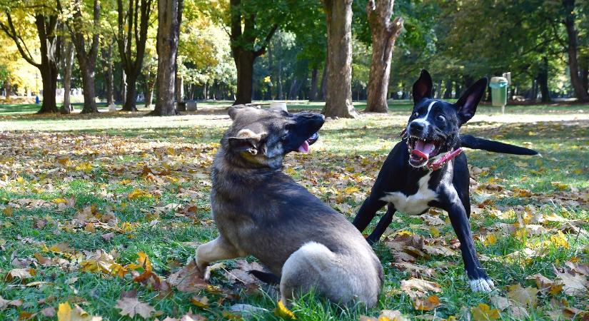 Hamisítatlan őszi napsütés csütörtökön