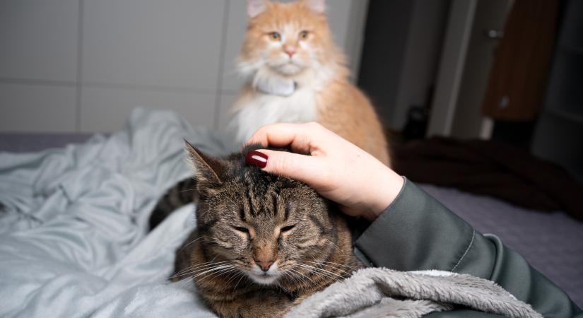 Ha ezeket a jeleket látod a macskán, légy óvatos: támadásra készülhet