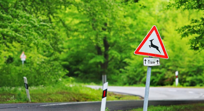 Balszerencse, két autós egyszerre csapott el egy szarvast