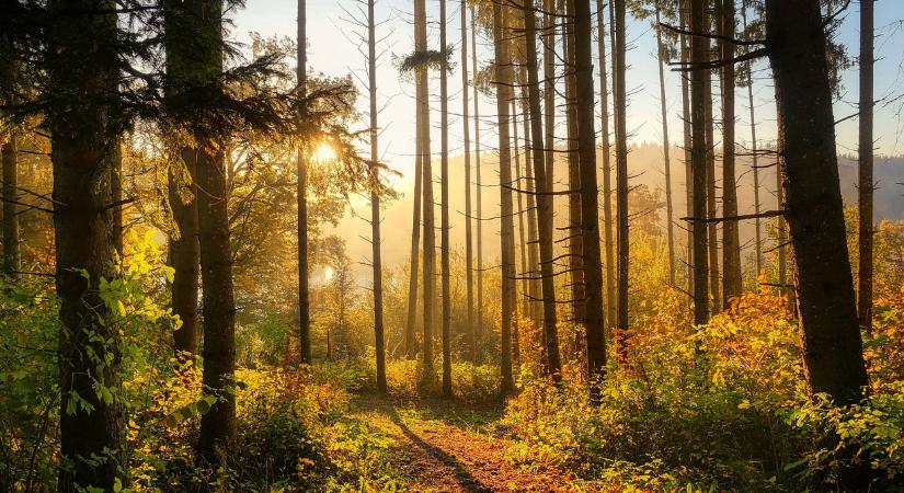 Egzotikus állattal futott össze egy család gombászás közben a Mecsekben