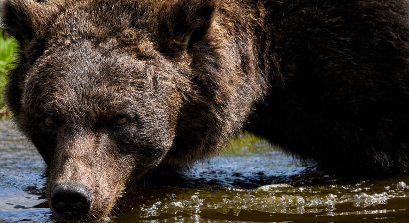 Ez mindenkit sokkolt: 350 medvét lőnek ki a szomszédban
