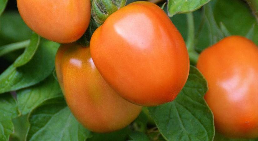 Vajon tényleg teleltethető a paradicsom?