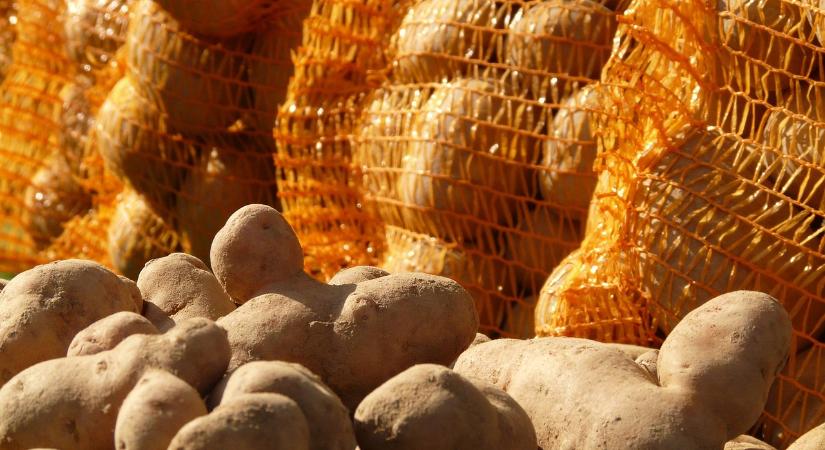 Burgonyapiaci helyzetkép – 2025. november