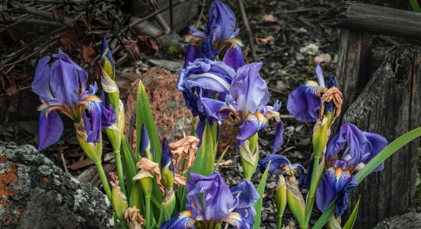 Azt gyanítja az asszony, hogy a szomszédja vegyszerrel mérgezi a virágait