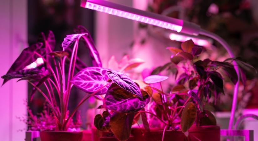 Rövidülő nappalok, fényhiány: így óvd meg szobanövényeidet a pusztulástól ebben az időszaban