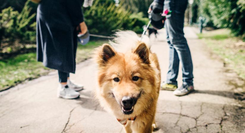 Megújult a Gazdijogsi, az online állattartási oktatási program
