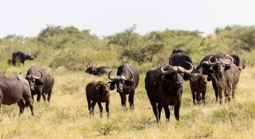 Elképesztő robajjal vonult át 260 bivaly a Tisza-hídon VIDEÓ