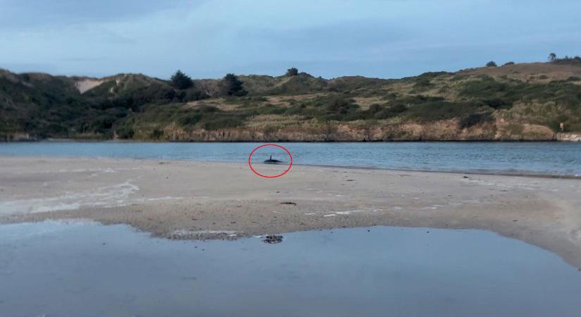 Futásnak eredtek a Duna-parton, bizarr halszörnyet fogott ki a magyar férfi